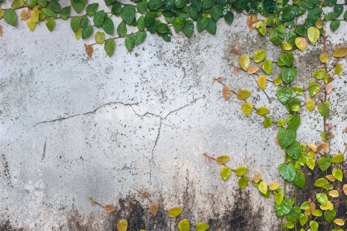 Fototapeta liście są zielono-żółte na szarym tle