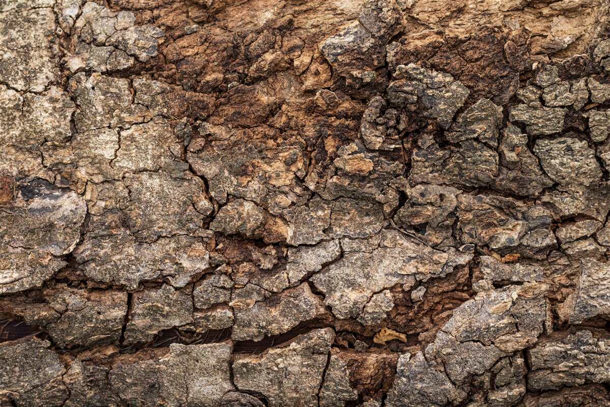 Fototapeta autentyczna skórka drewna