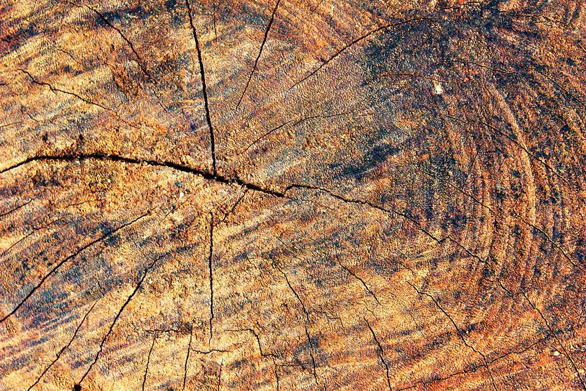 Fototapeta Łańcuchy życia drzewa na ściętym pniu