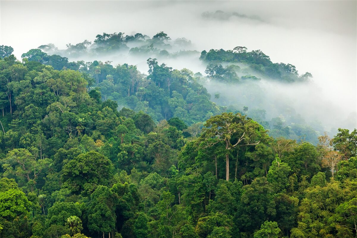 Fototapeta dżungla spowita jest gęstą mgłą