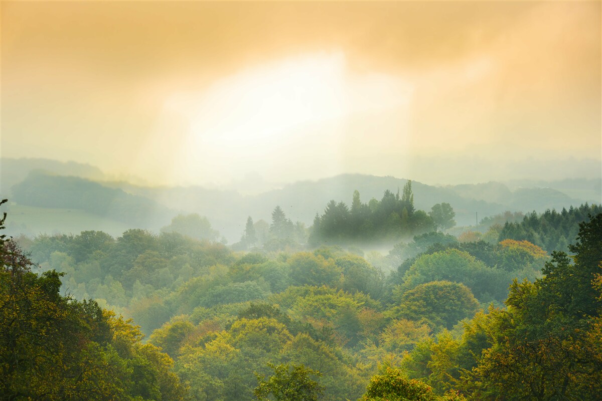 Fototapeta Świt wschodzi nad zadymionym lasem