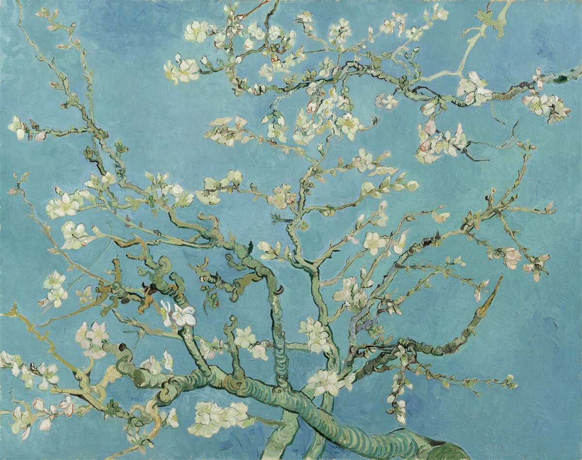 Fototapeta Śnieżnobiała magnolia na tle lazurowego nieba