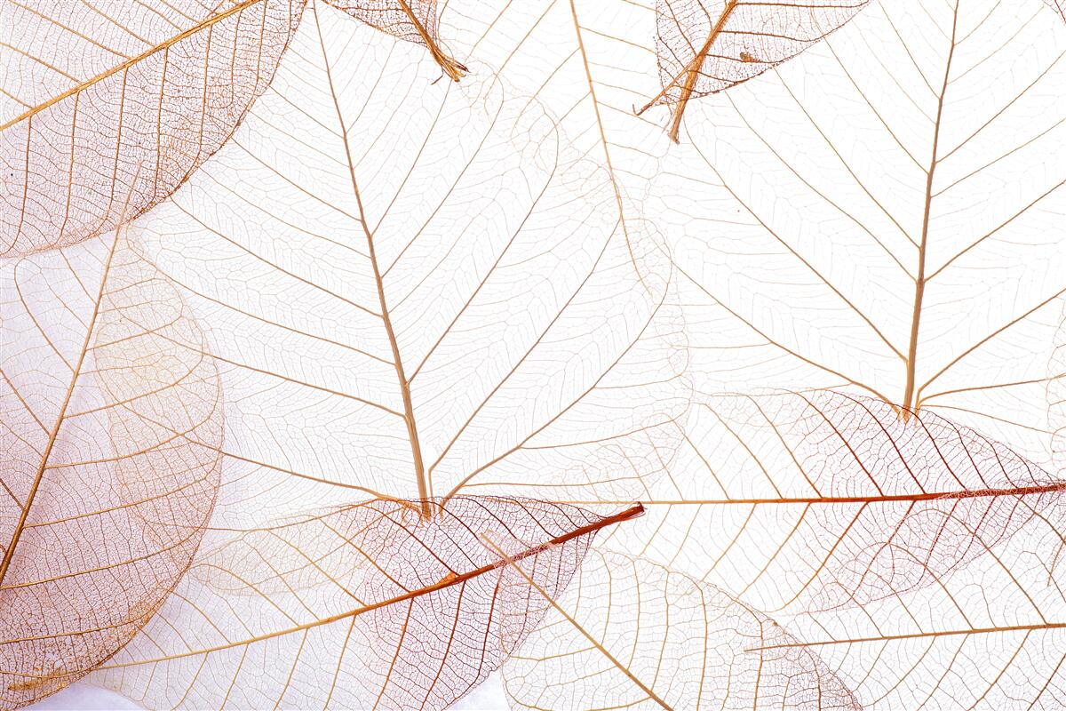 Fototapeta transparentne prześcieradła w delikatnym różowym odcieniu