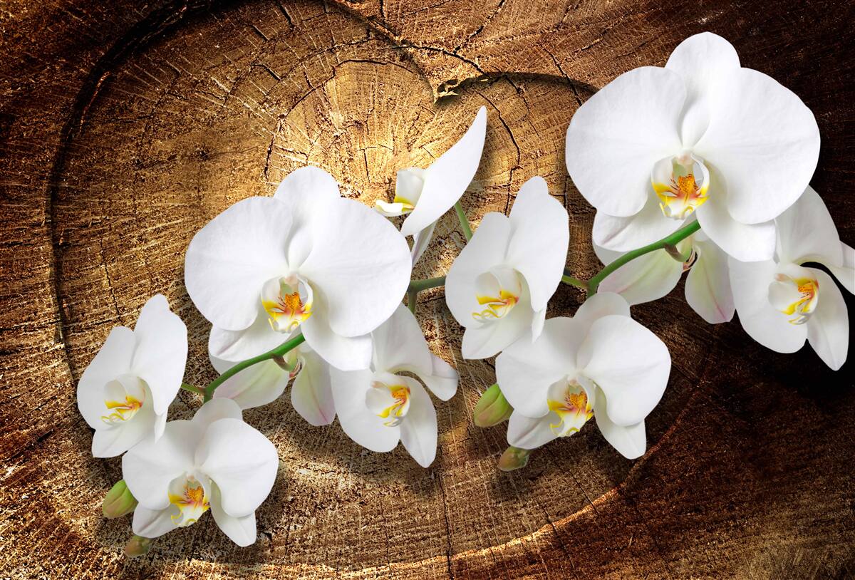 Fototapeta Śnieżnobiała orchidea na pociętym pniu drzewa