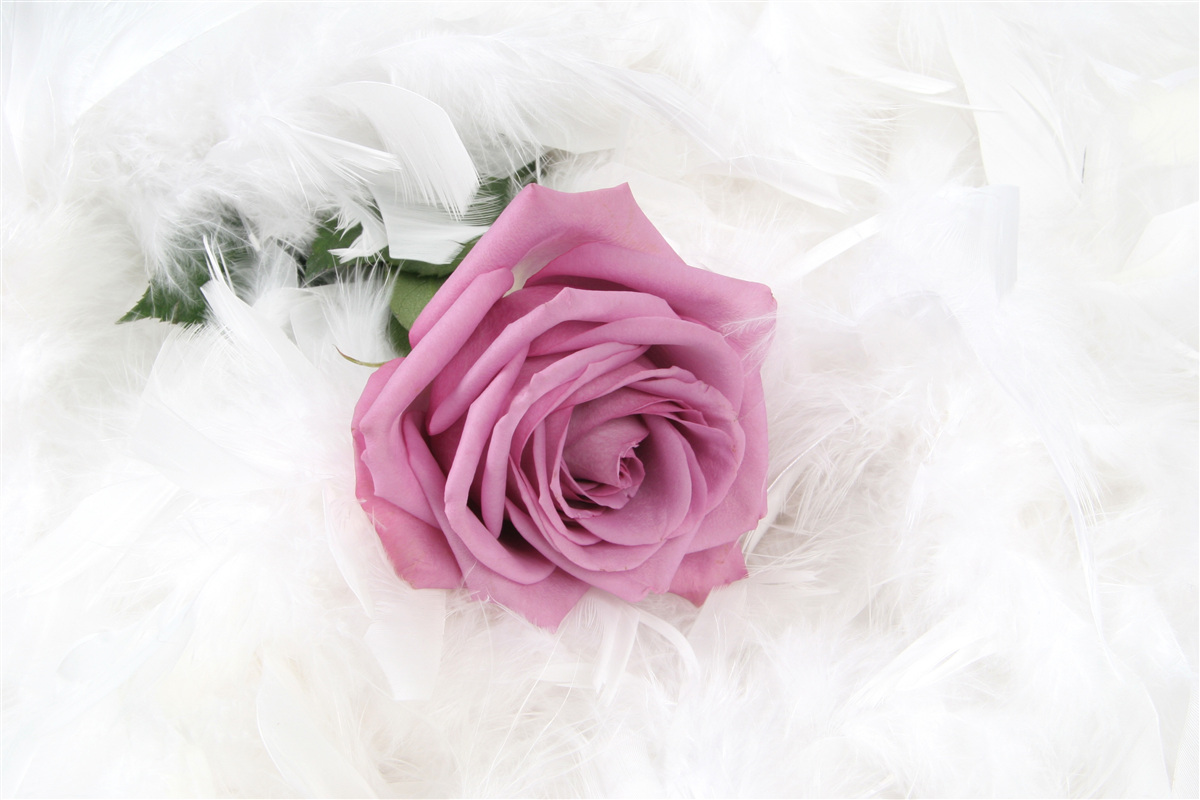 Fototapeta fioletowa róża otoczona białymi piórami