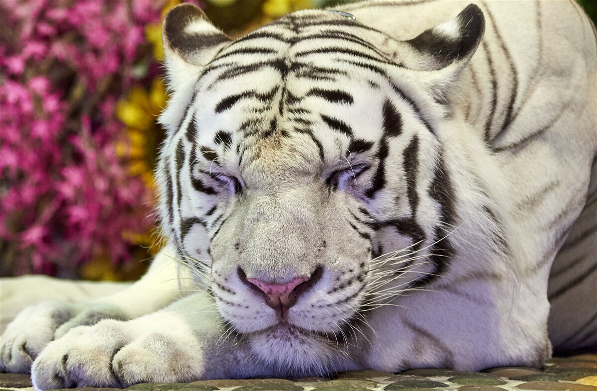 Fototapeta wśród kwiatów odpoczywa biały tygrys