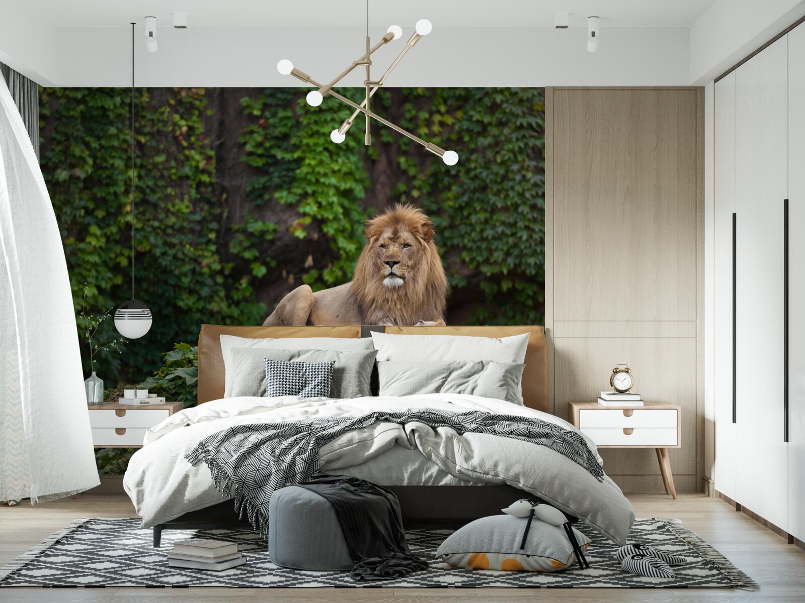 Fototapeta majestatyczny lew odpoczywa na pokrytym mchem kamieniu