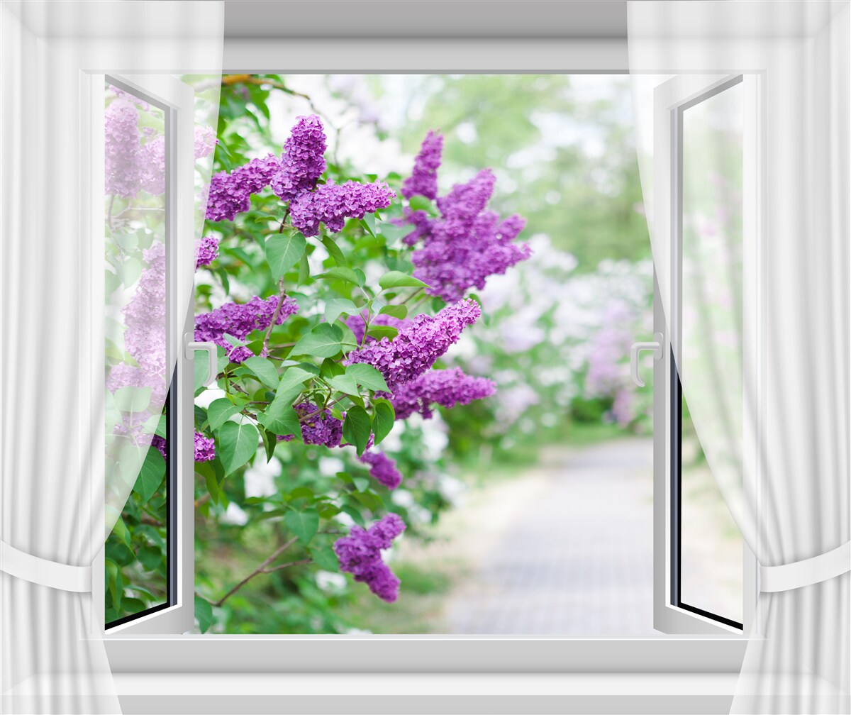 Fototapeta białe okno ozdobione jest bzami