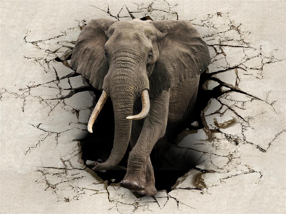 Fototapeta słoń przechodzi przez przeszkodę