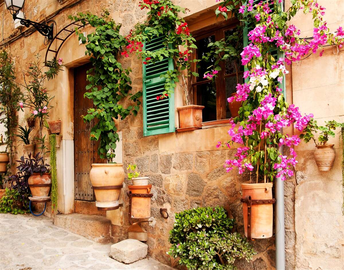 Fototapeta rośliny w pojemnikach na starożytnym chodniku