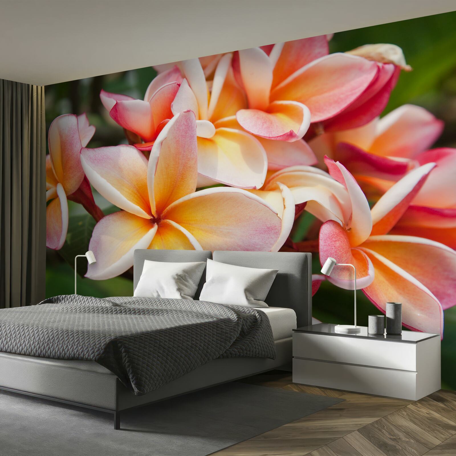 Fototapeta frangipani z atrakcyjnymi kwiatami