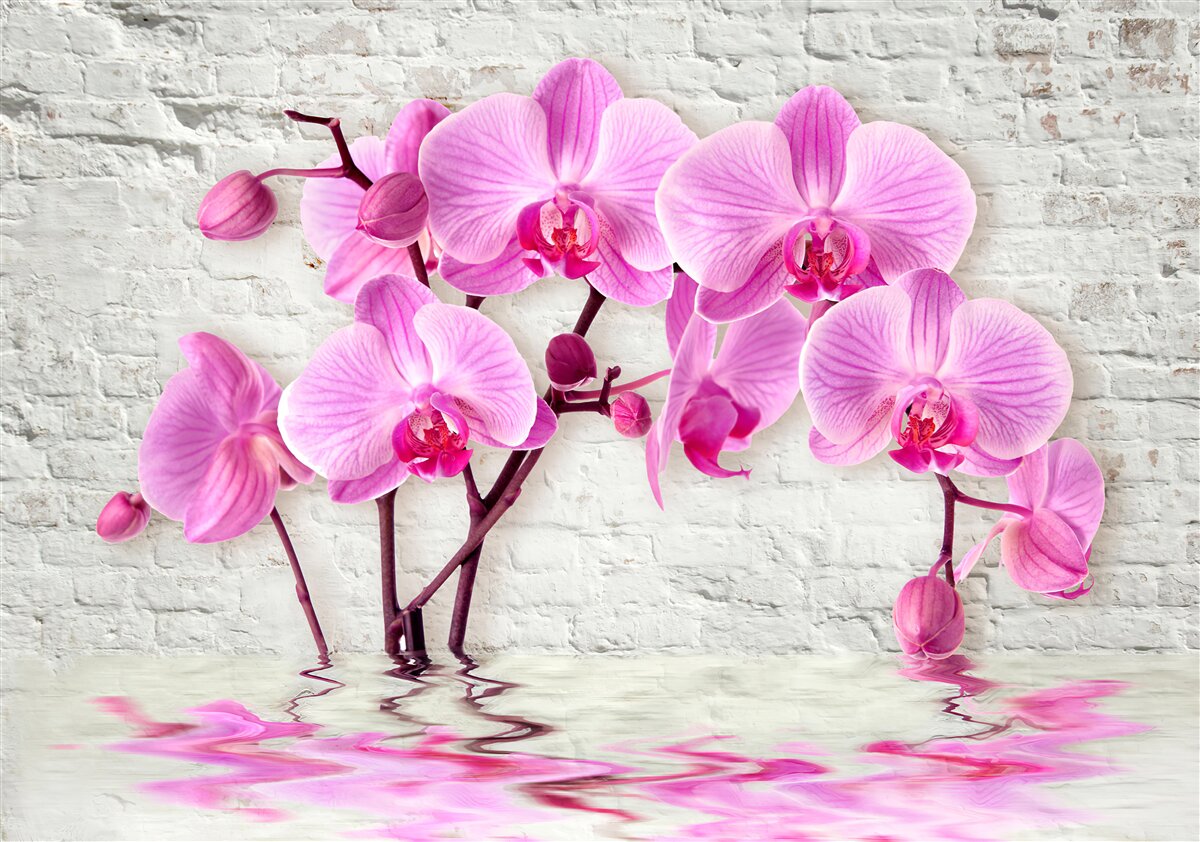 Fototapeta miękki fioletowy kwiat orchidei