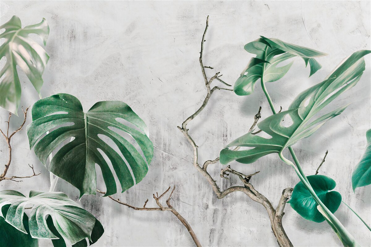 Fototapeta tropikalne potwory z zielonymi gałęziami