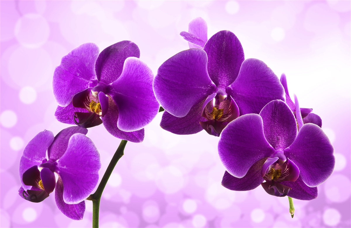 Fototapeta głęboko fioletowa orchidea