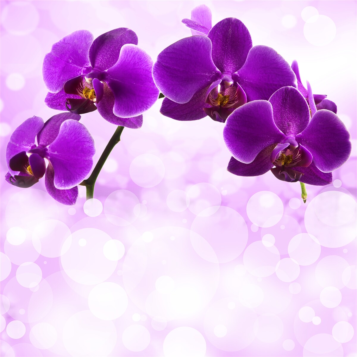 Fototapeta orchidee z ciemnofioletowymi kwiatami