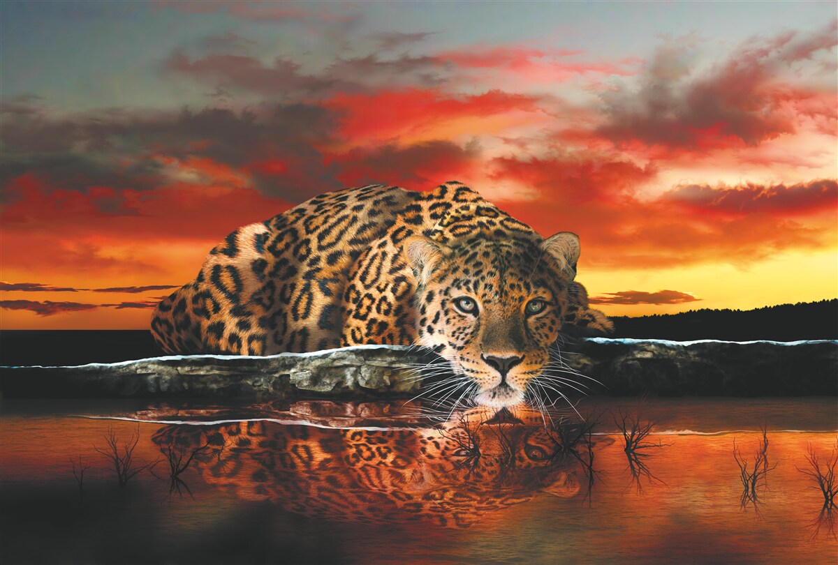 Fototapeta odbicie lamparta na tle zachodu słońca