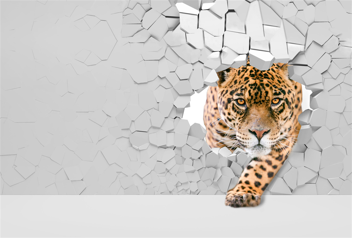 Fototapeta lampart przebija się przez kamienną barierę