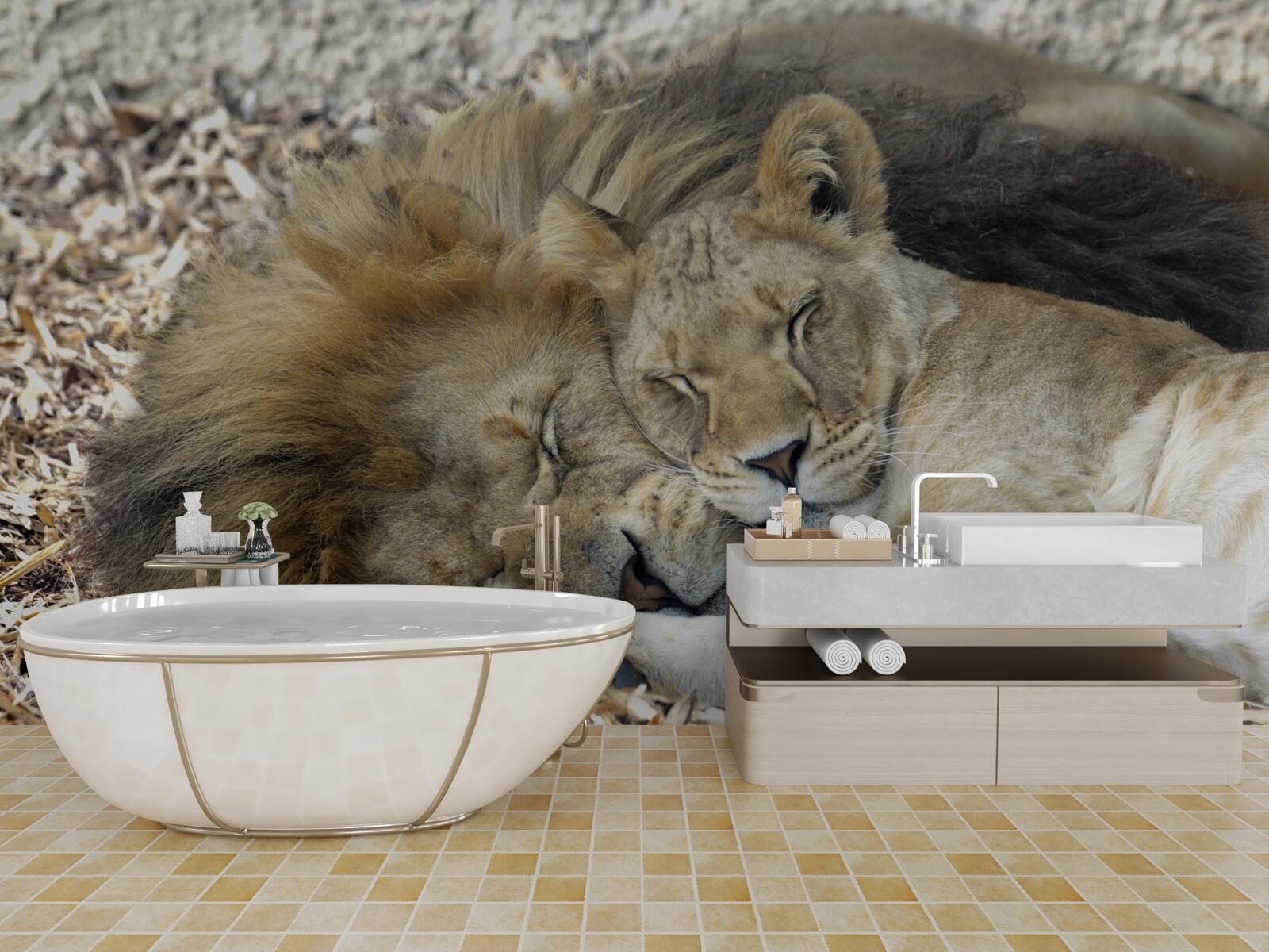 Fototapeta lew i lwica tworzące małżeństwo, sayat