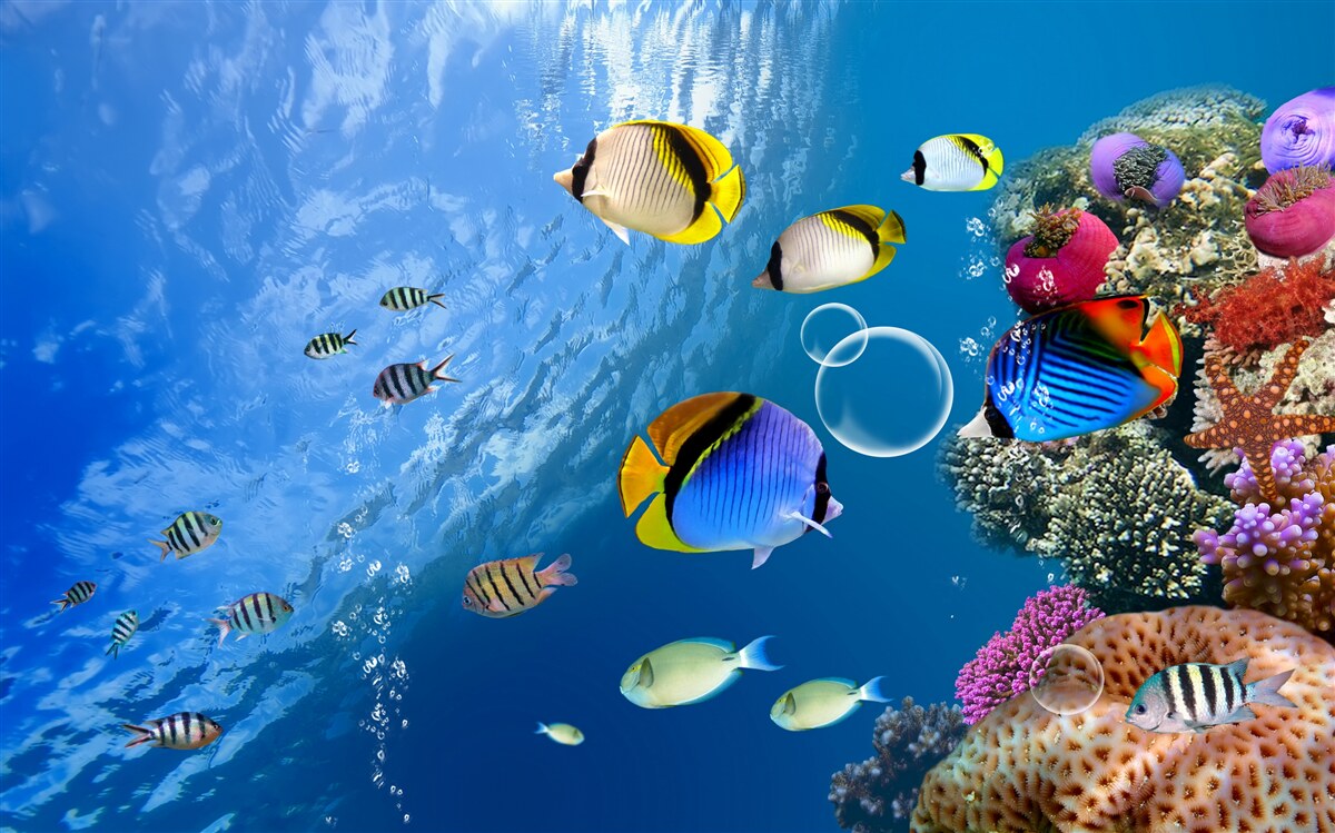 Fototapeta jasne ryby w spokojnej wodzie