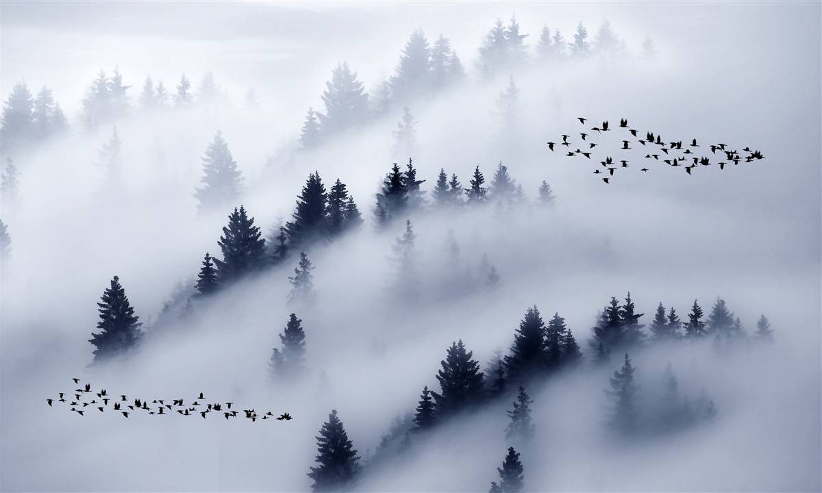 Fototapeta las iglasty spowija gęsta mgła