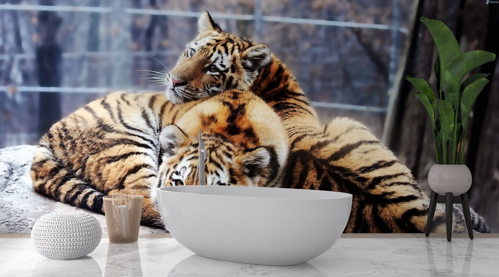 Fototapeta Śpiące tygrysy mają piękno