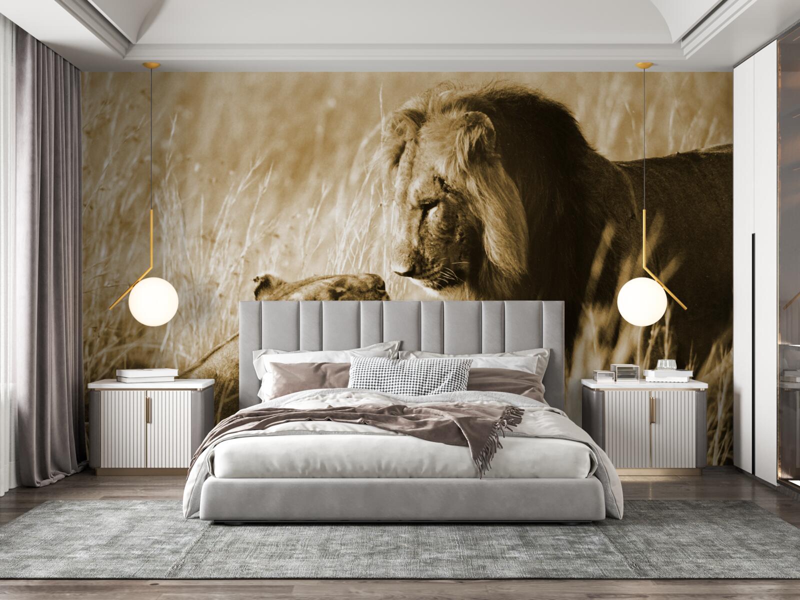 Fototapeta lew i lwica poznają się