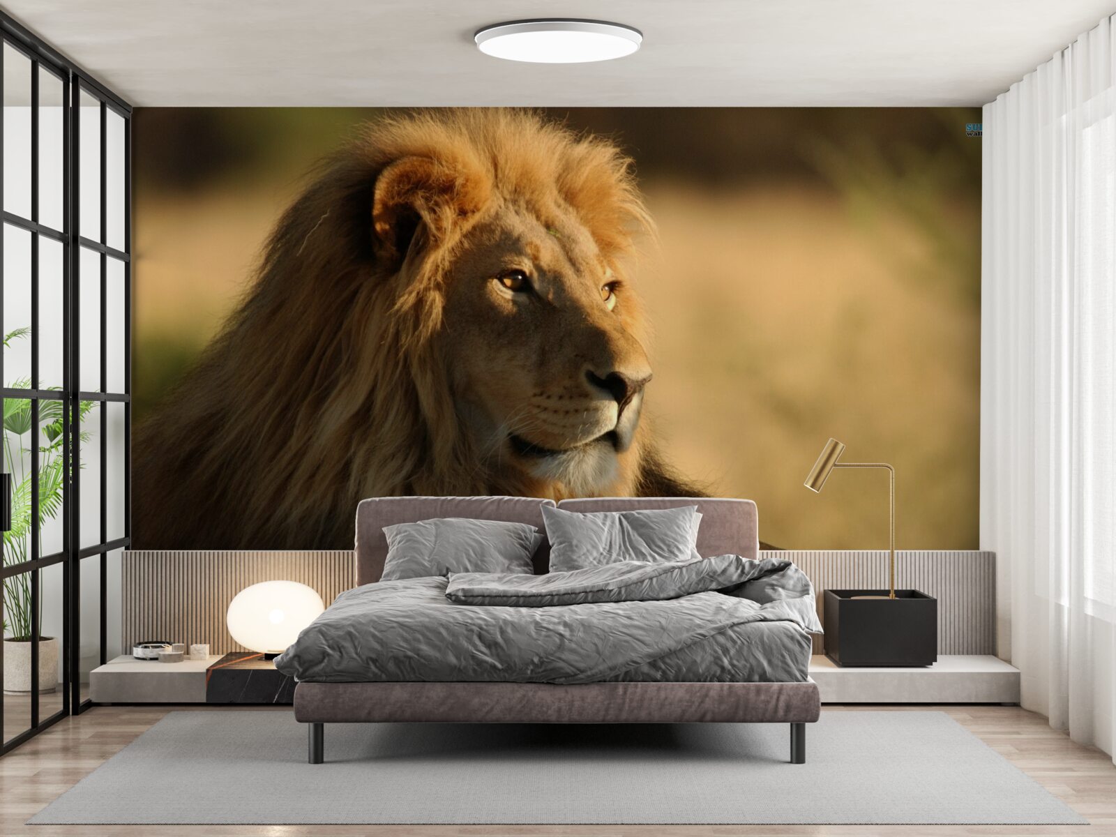 Fototapeta monarcha sawanny na wakacjach