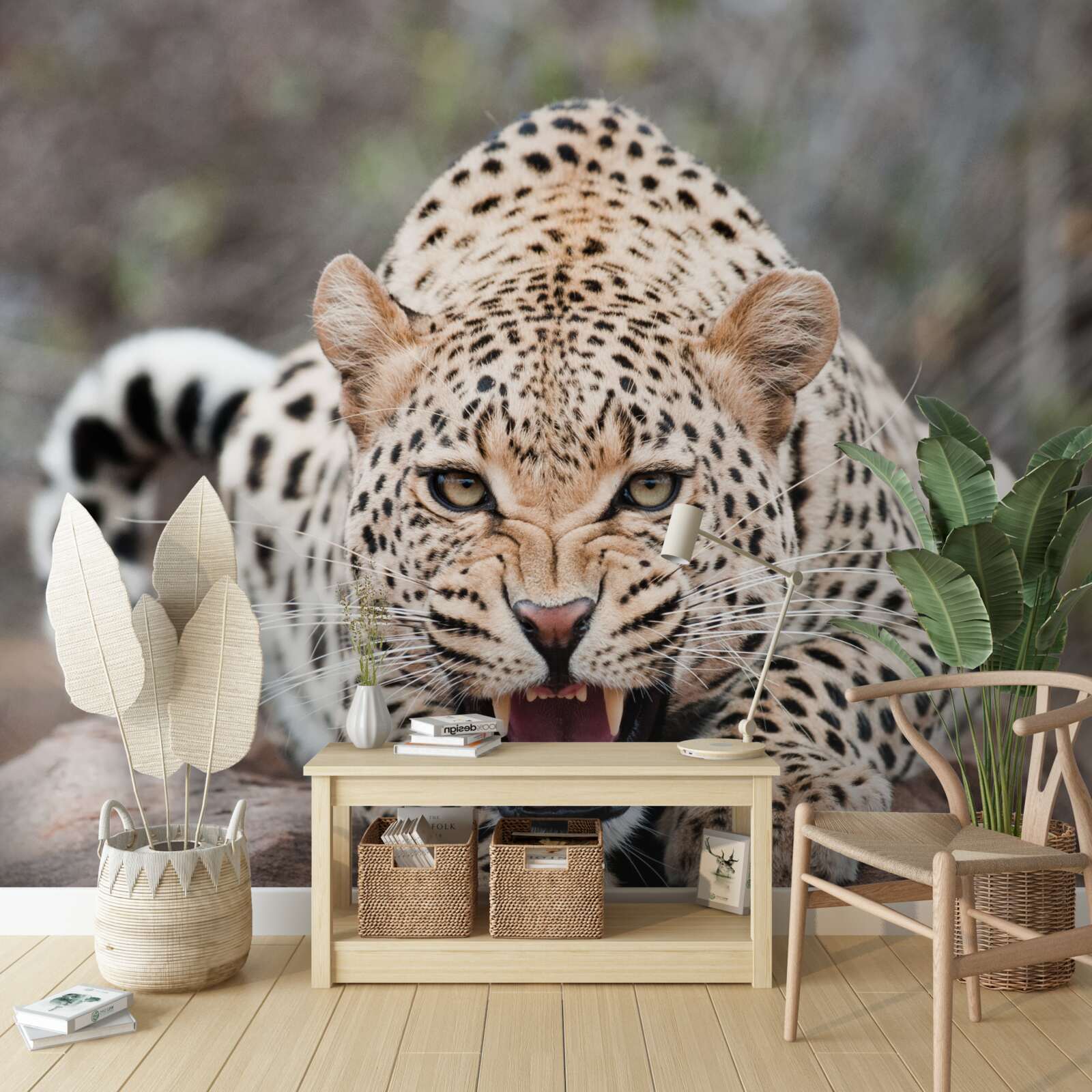 Fototapeta podekscytowany lampart przygotowujący się do skoku