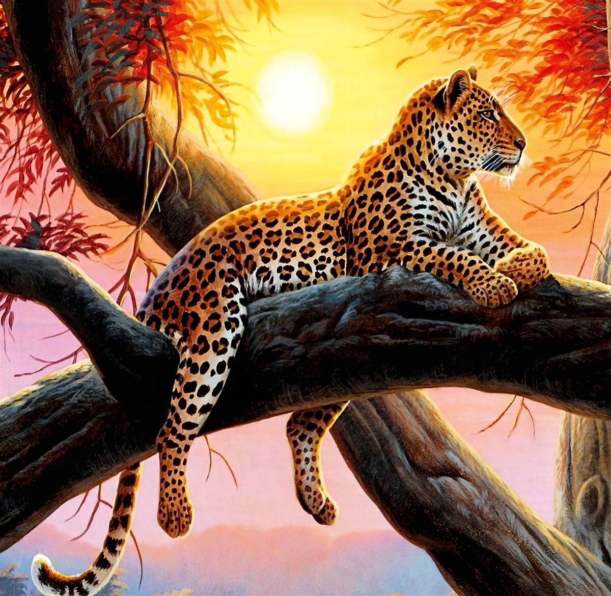 Fototapeta lampart relaksuje się o świcie