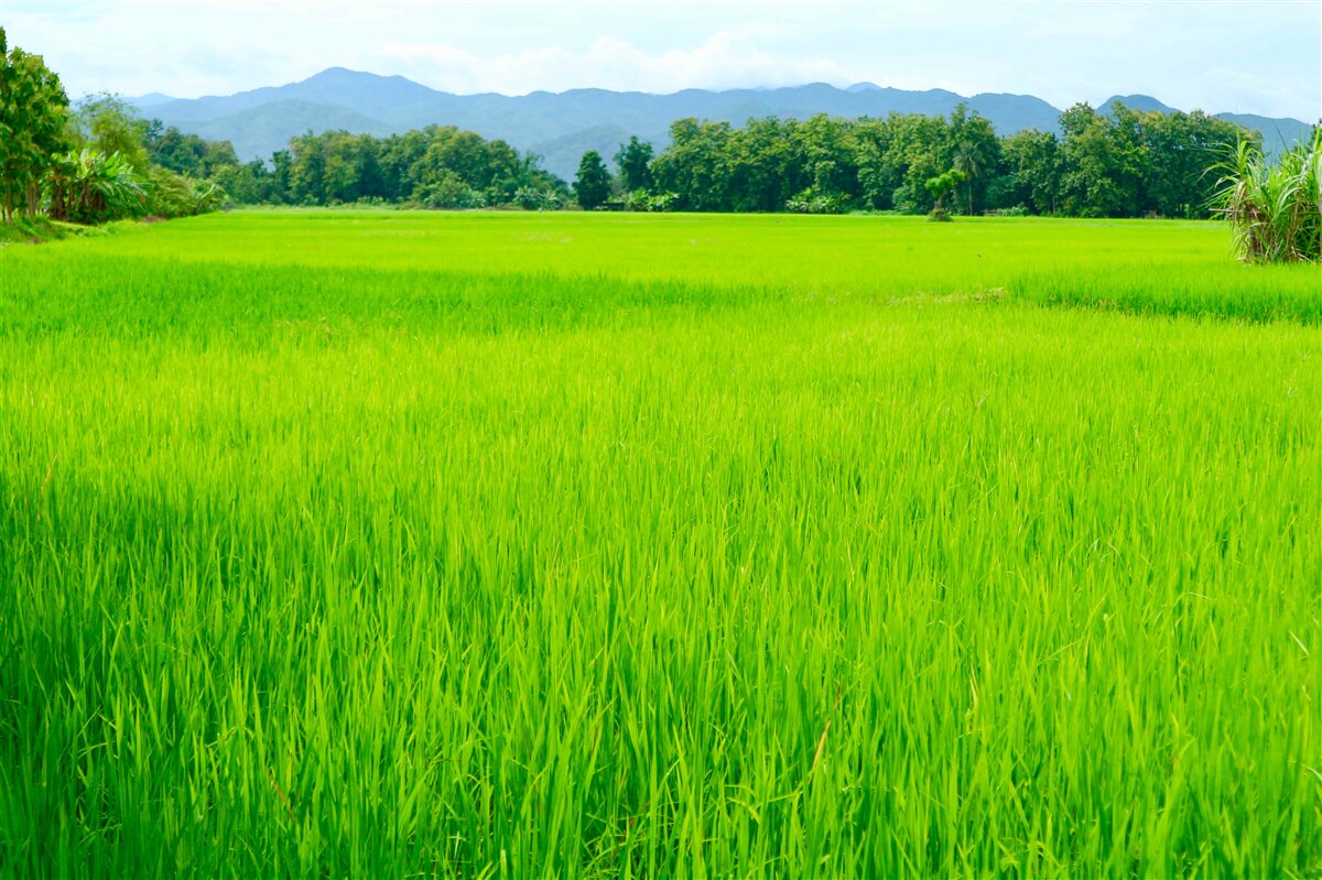 Fototapeta Łąka porośnięta zielenią w górach