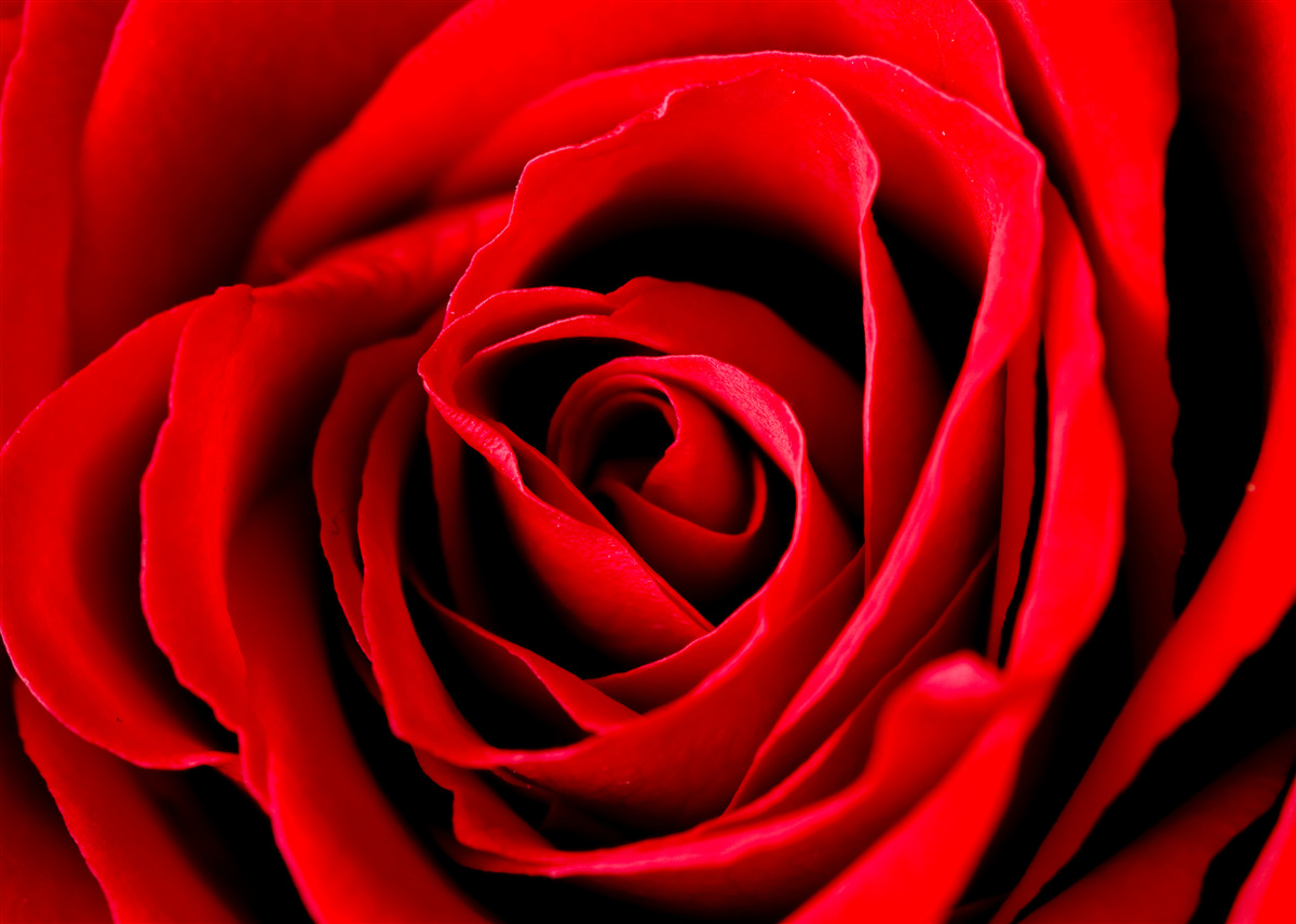 Fototapeta cudowna szkarłatna róża