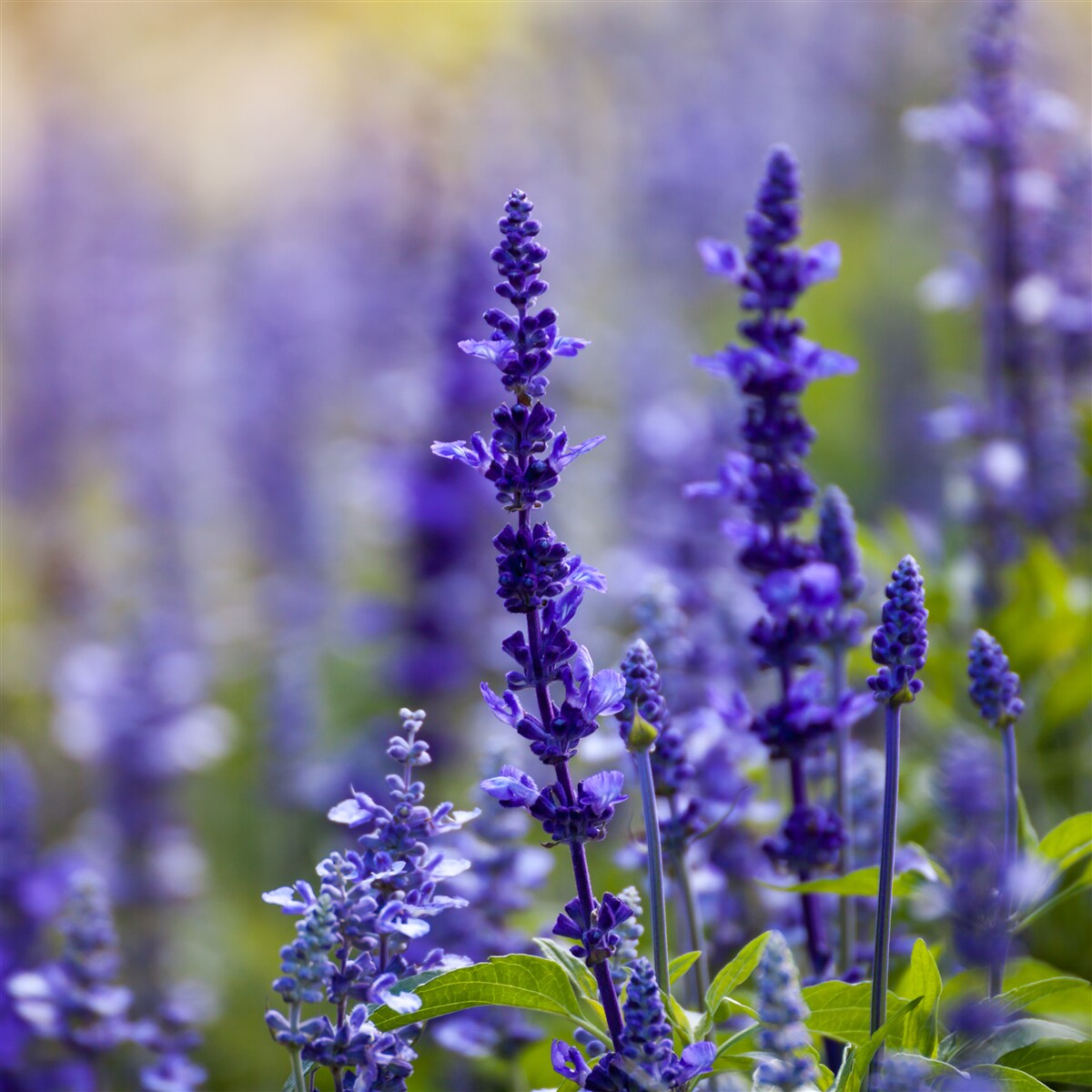 Fototapeta fotografia makro fioletowej lawendy