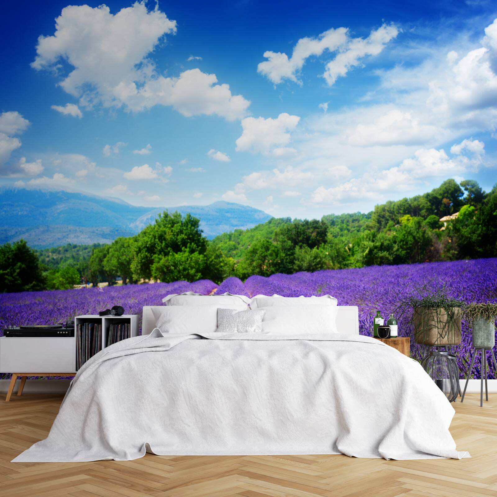 Fototapeta niekończące się połacie miękkiej lawendy