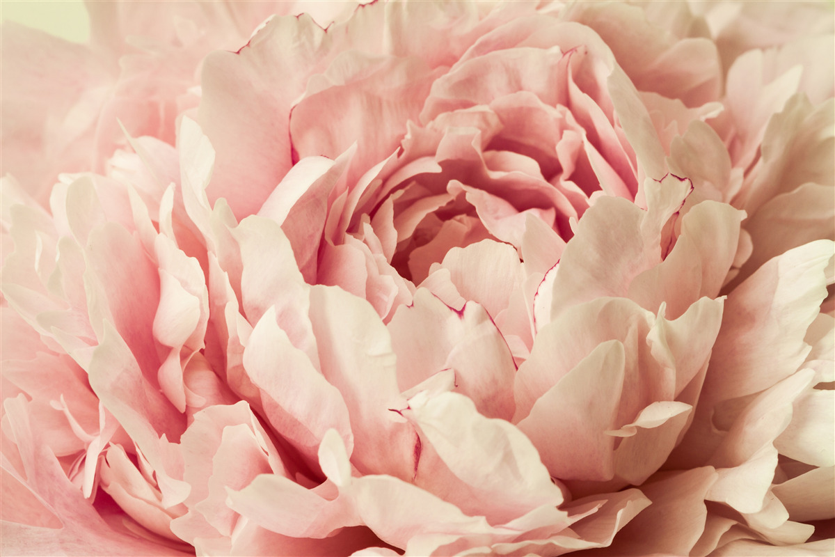 Fototapeta delikatne granulki kwiatu asteru