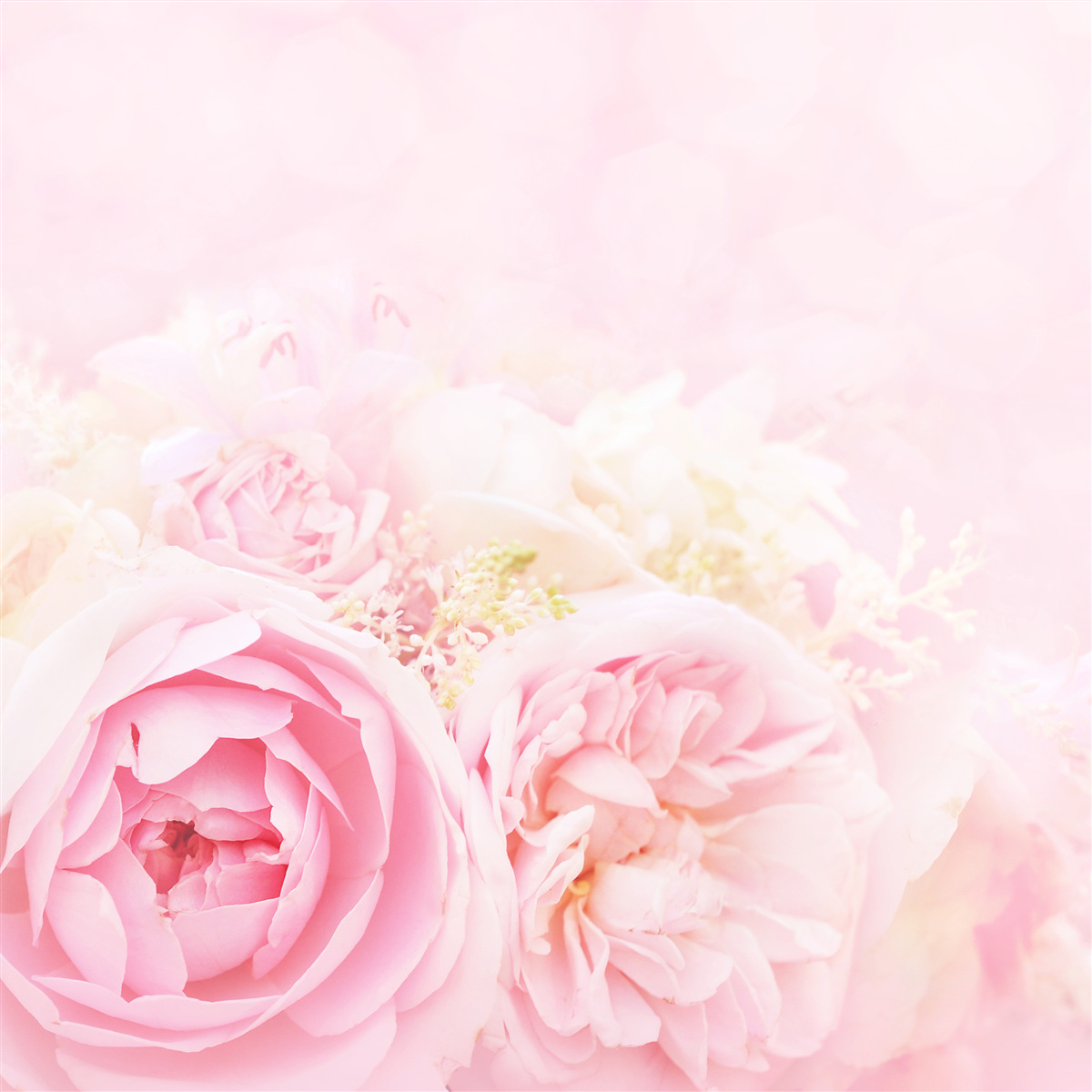 Fototapeta zestaw róż piwoniowych w różowej tonacji