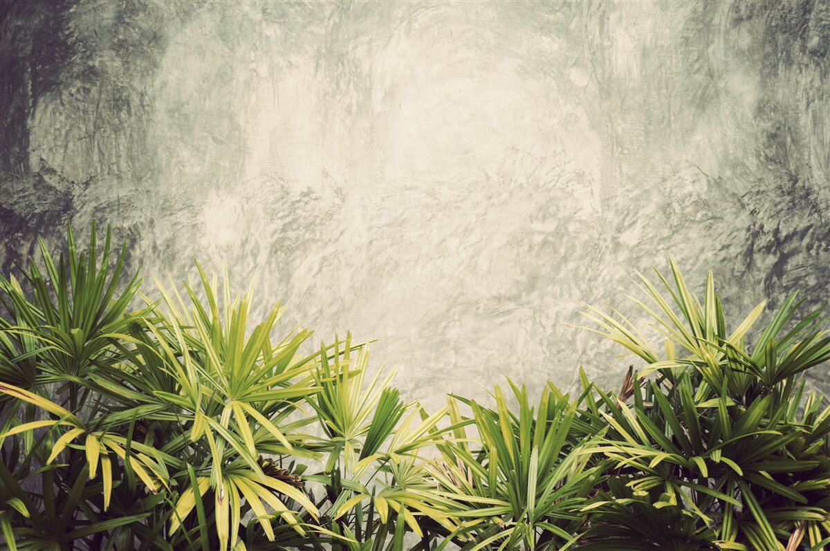 Fototapeta mglisty koc spowija zielone rośliny w dżungli