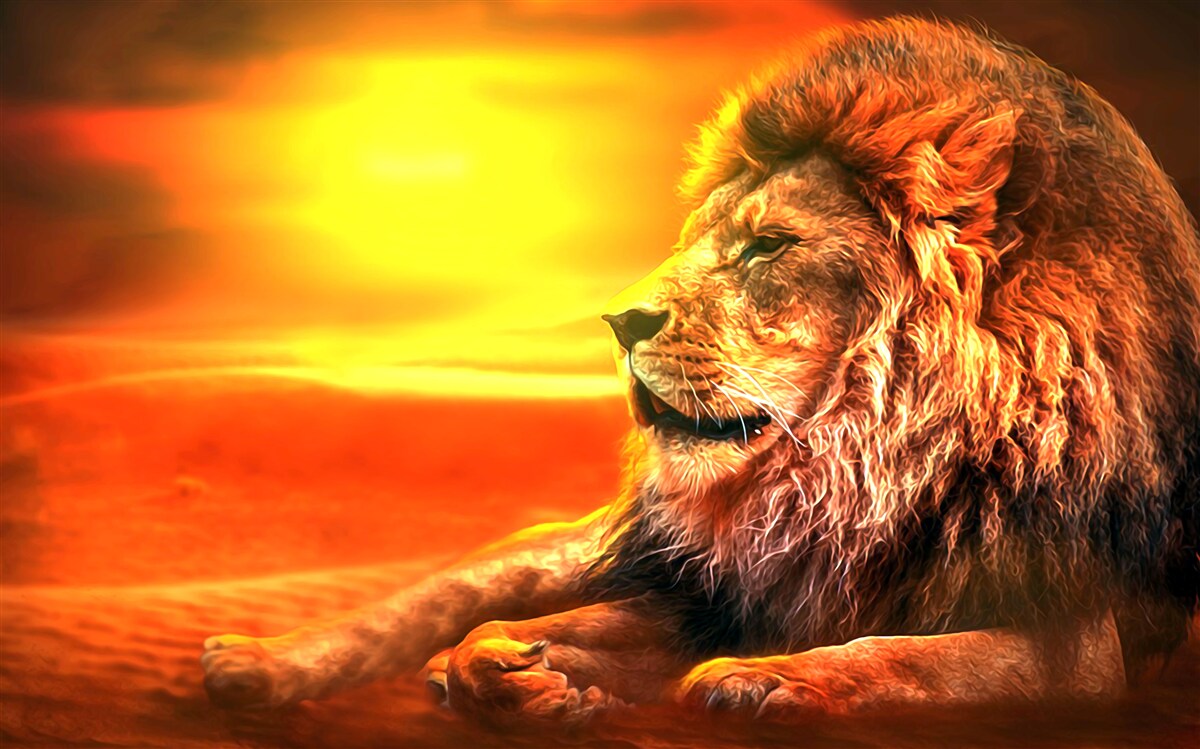 Fototapeta dojrzały tygrys towarzyszy blaknięciu słońca