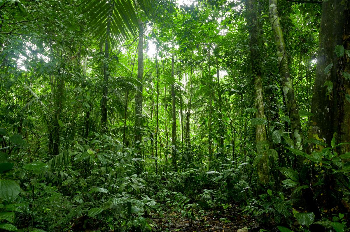 Fototapeta krajobraz lasu deszczowego, amazonia