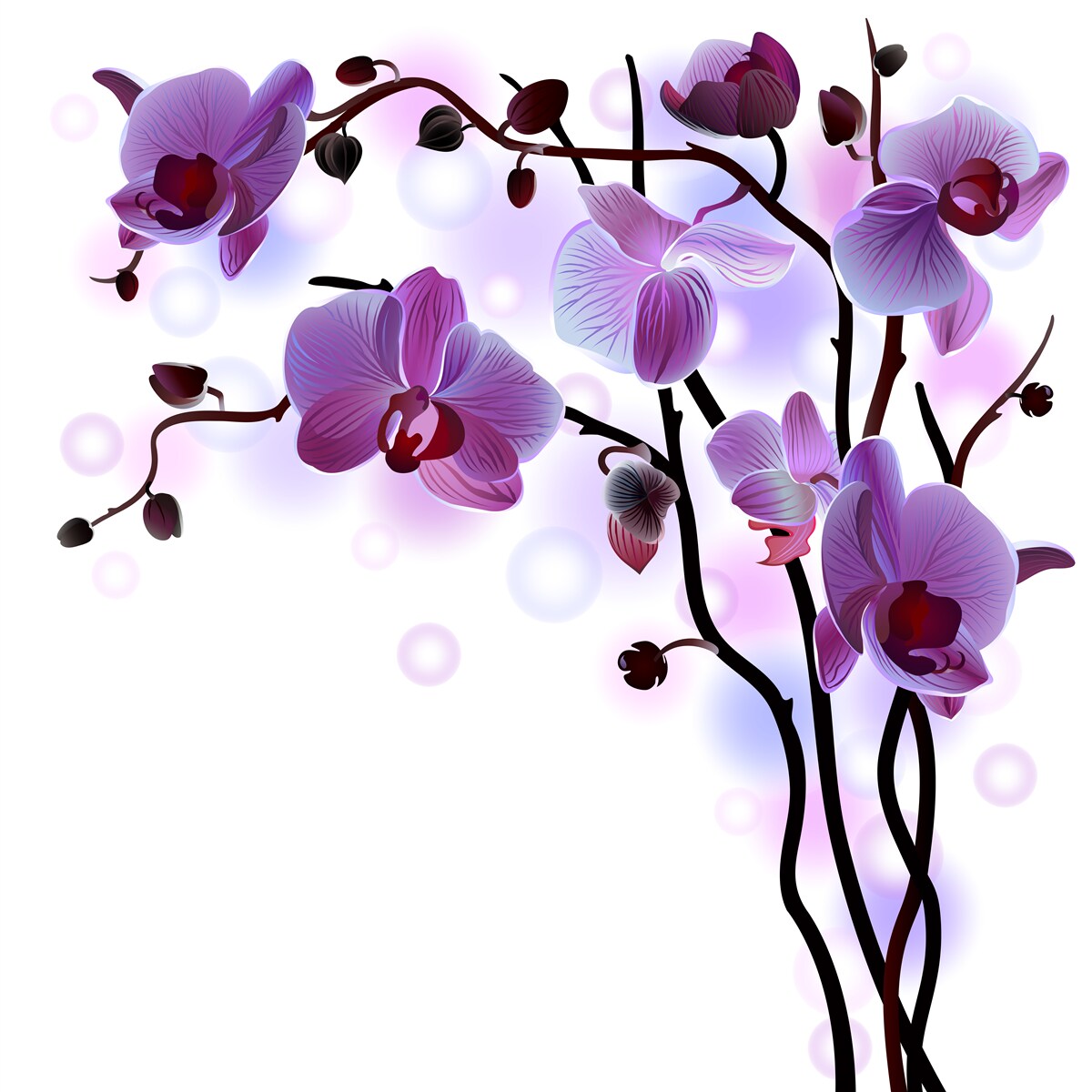 Fototapeta fioletowe gałęzie orchidei