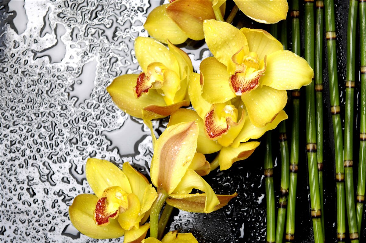 Fototapeta żółta orchidea znajduje się na kamieniu obok bambusa
