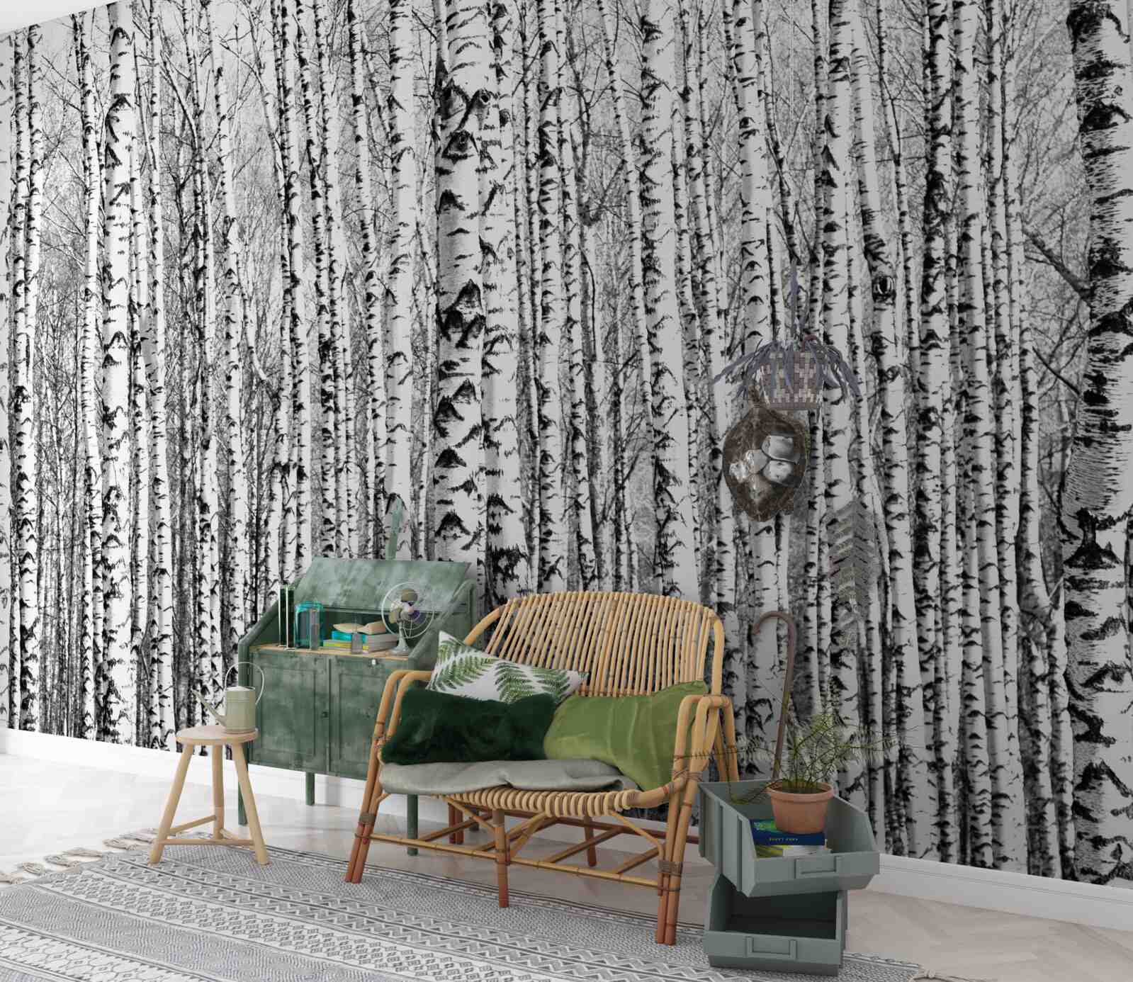 Fototapeta wiele brzoz