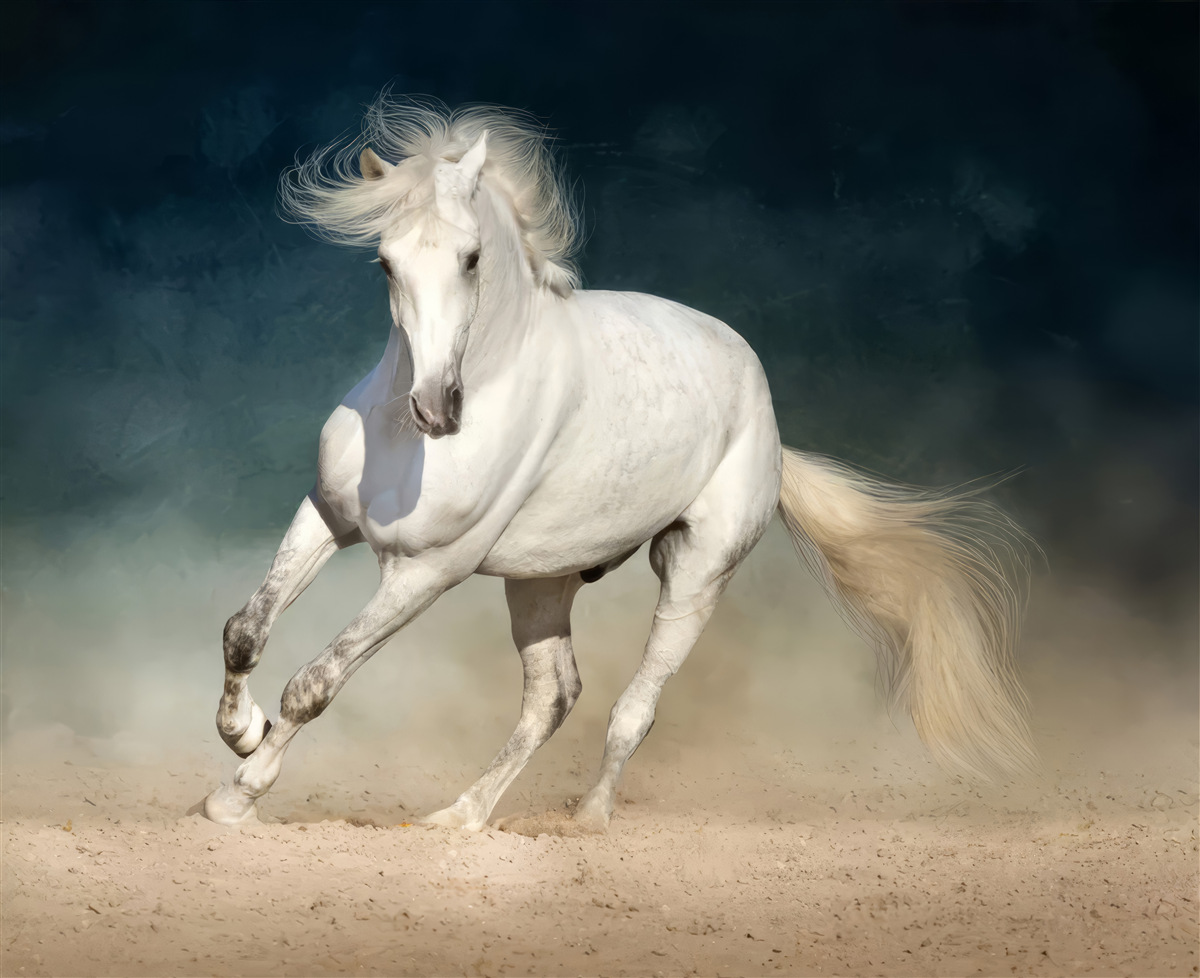 Fototapeta bieg białego konia