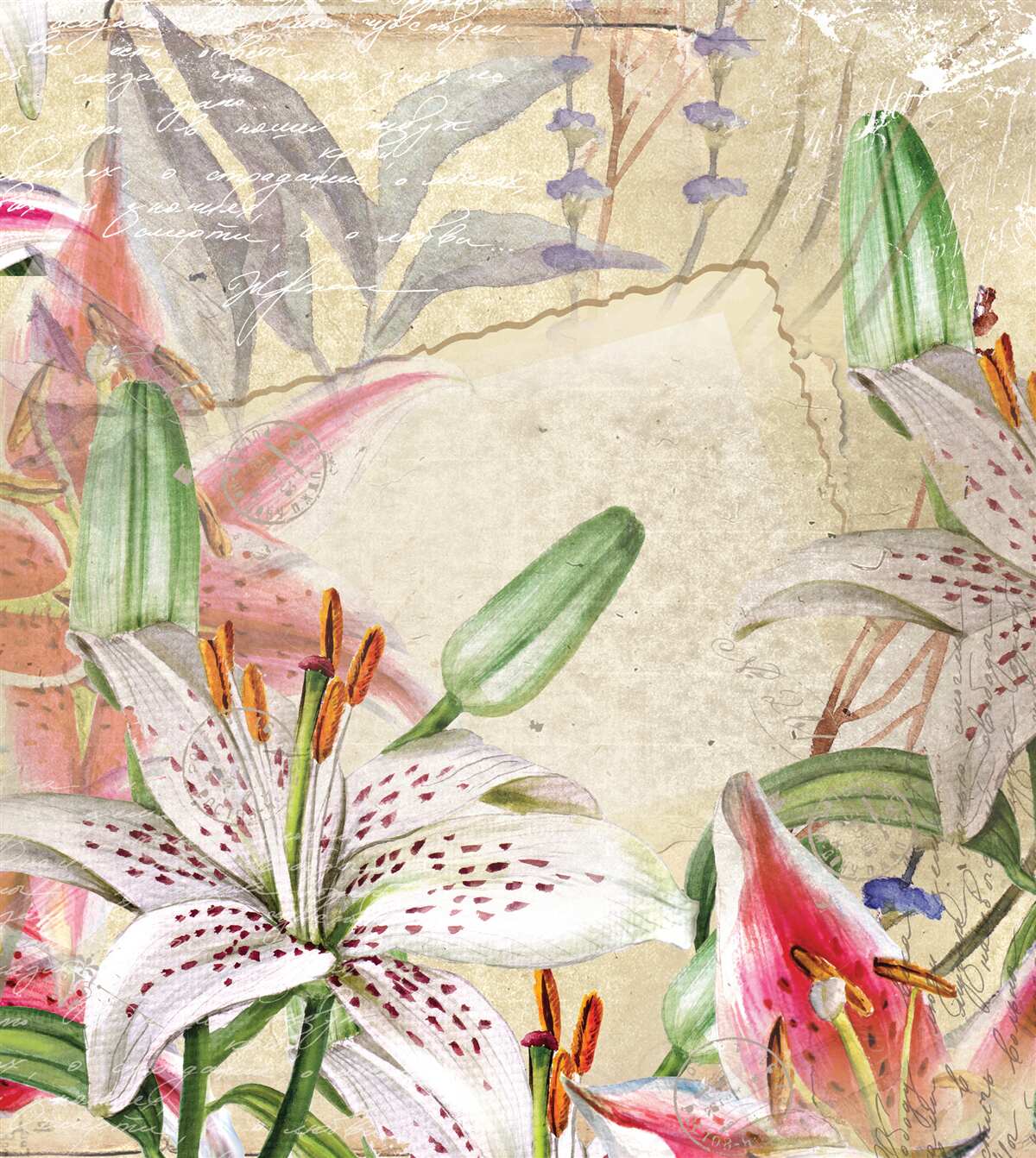 Fototapeta kwitnące śnieżnobiałe lilie