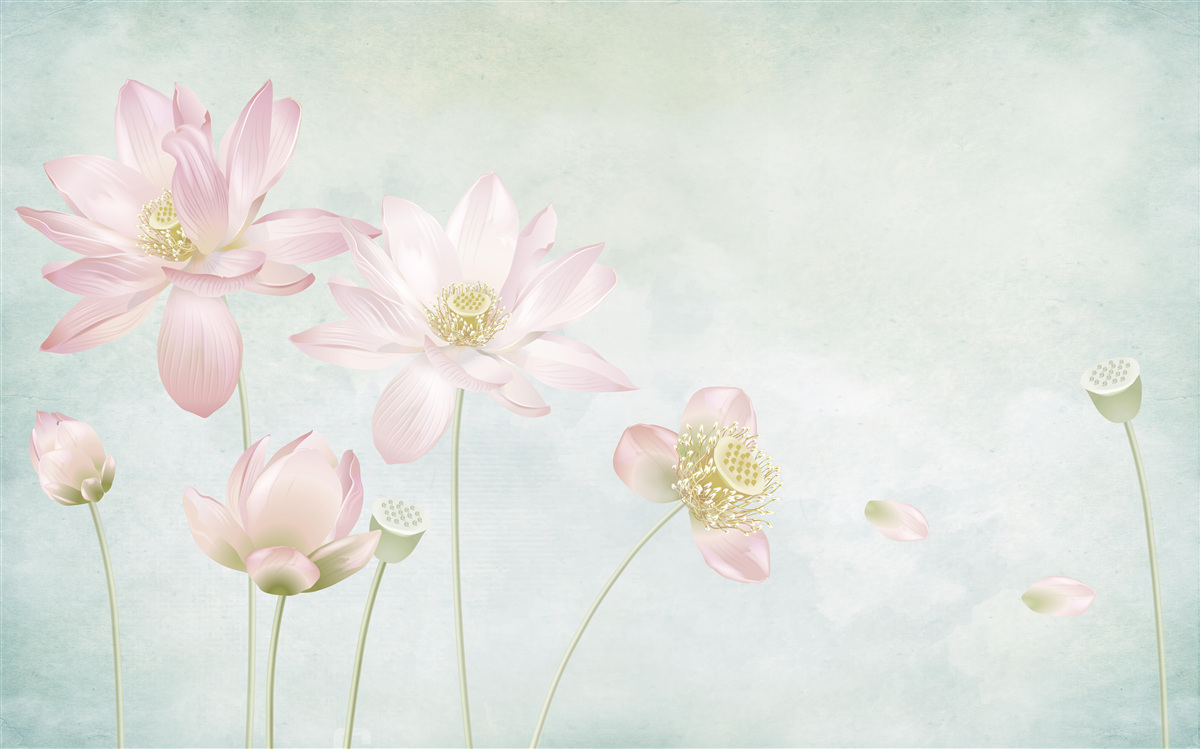 Fototapeta pełen wdzięku maki na niebieskim tle