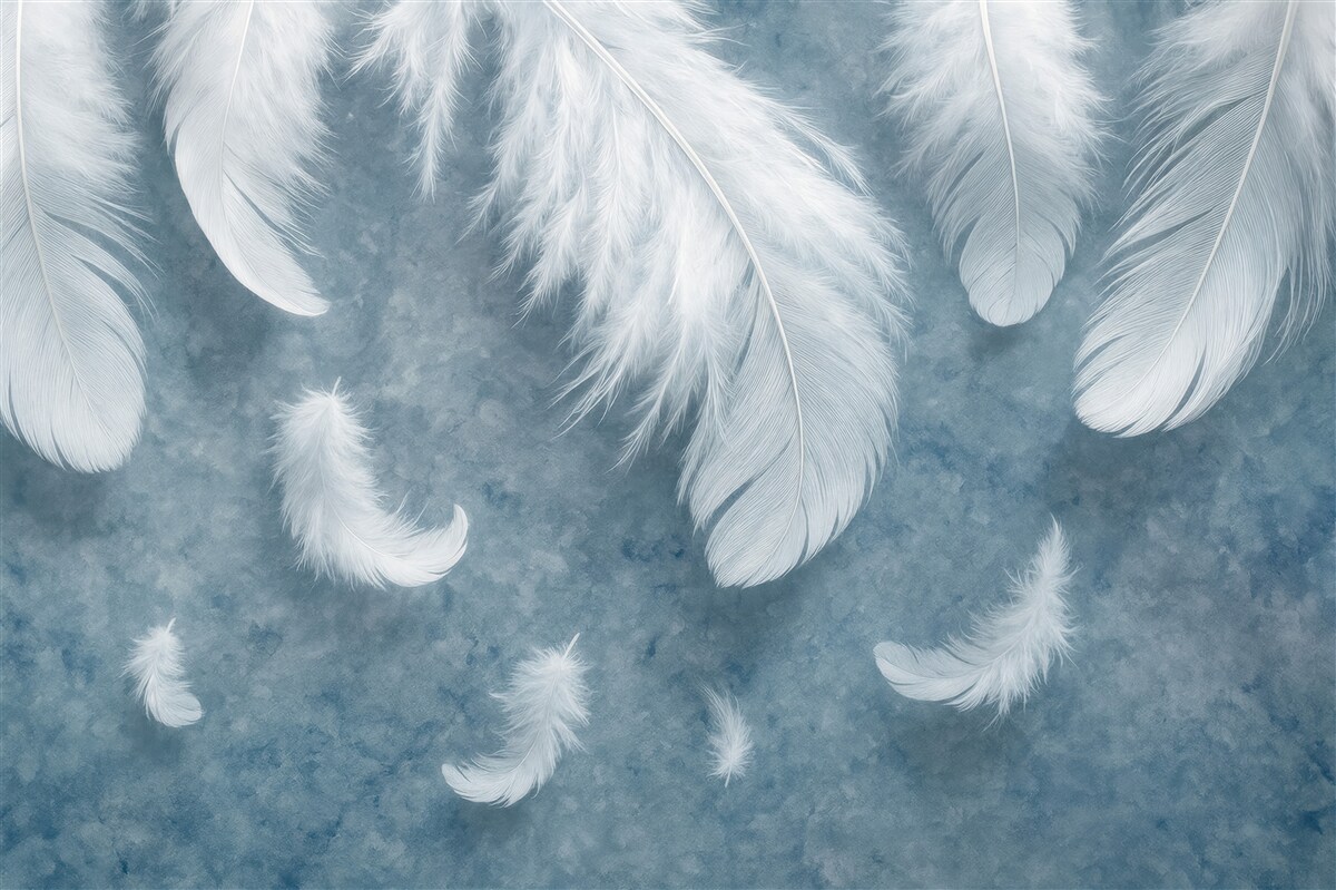 Fototapeta białe piórka na błękitnym tle