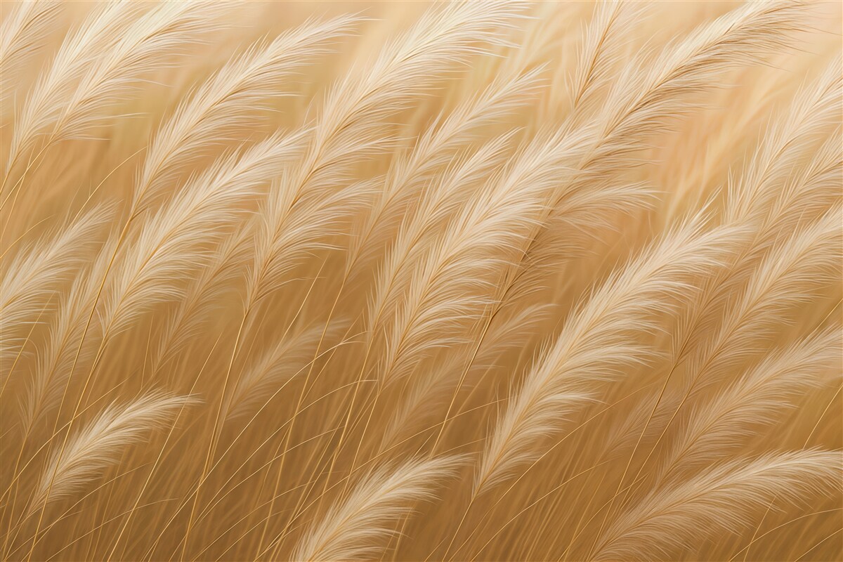 Fototapeta złote trawy w delikatnym ruchu