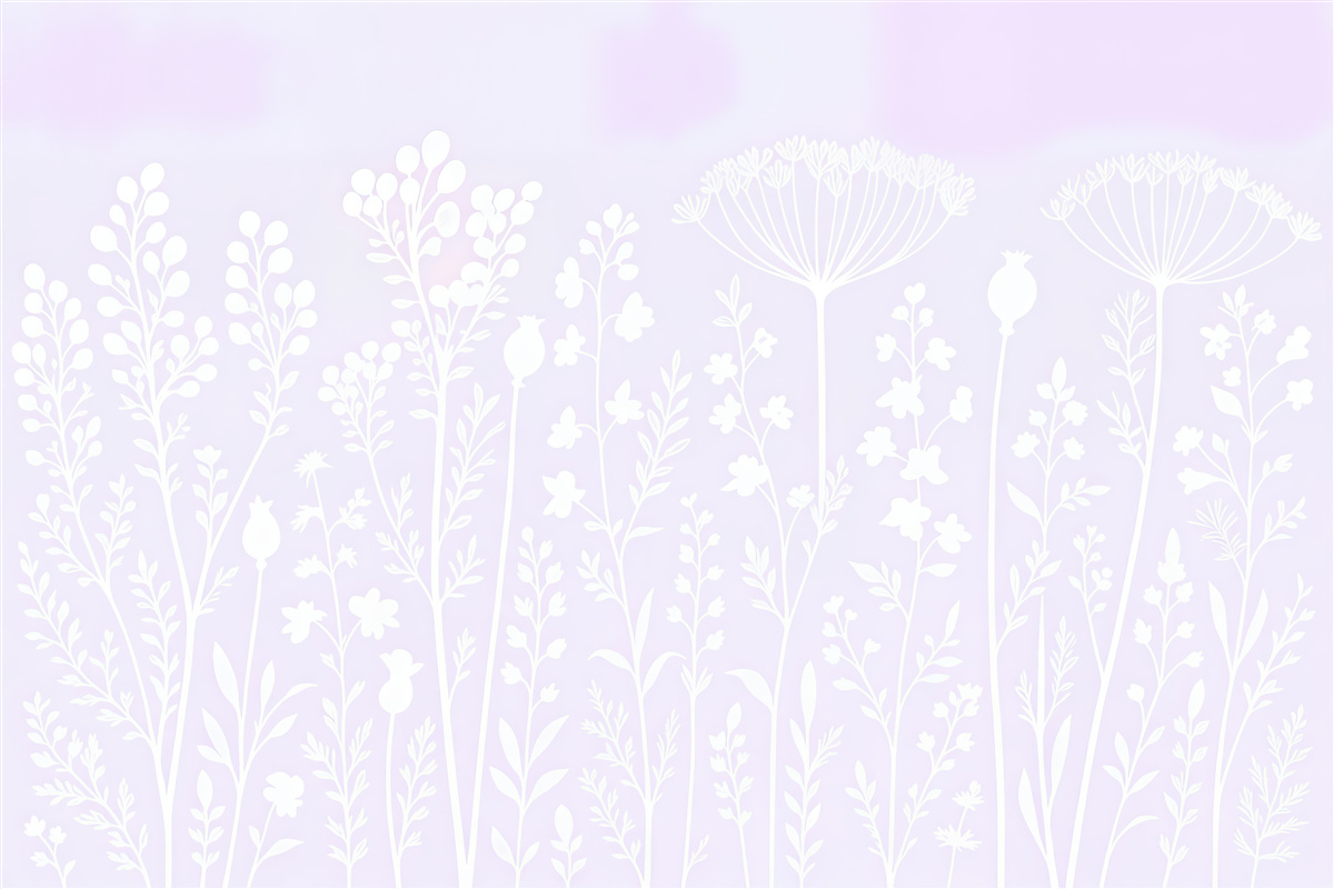 Fototapeta białe polne kwiaty na liliowym tle