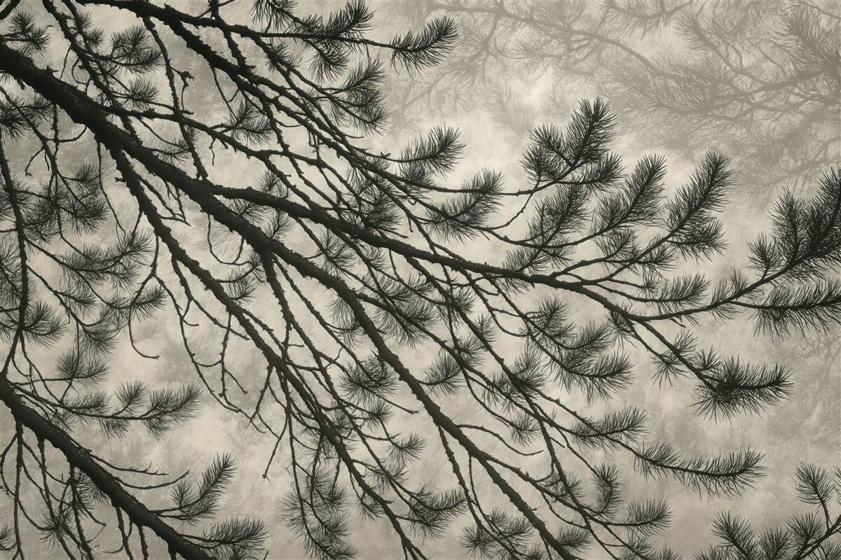 Fototapeta sosnowe gałęzie w leśnej mgle