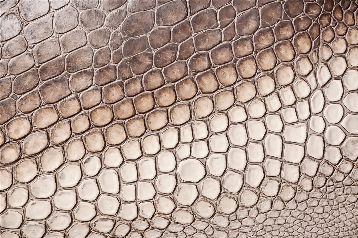 Fototapeta beżowa skóra krokodyla w gradiencie