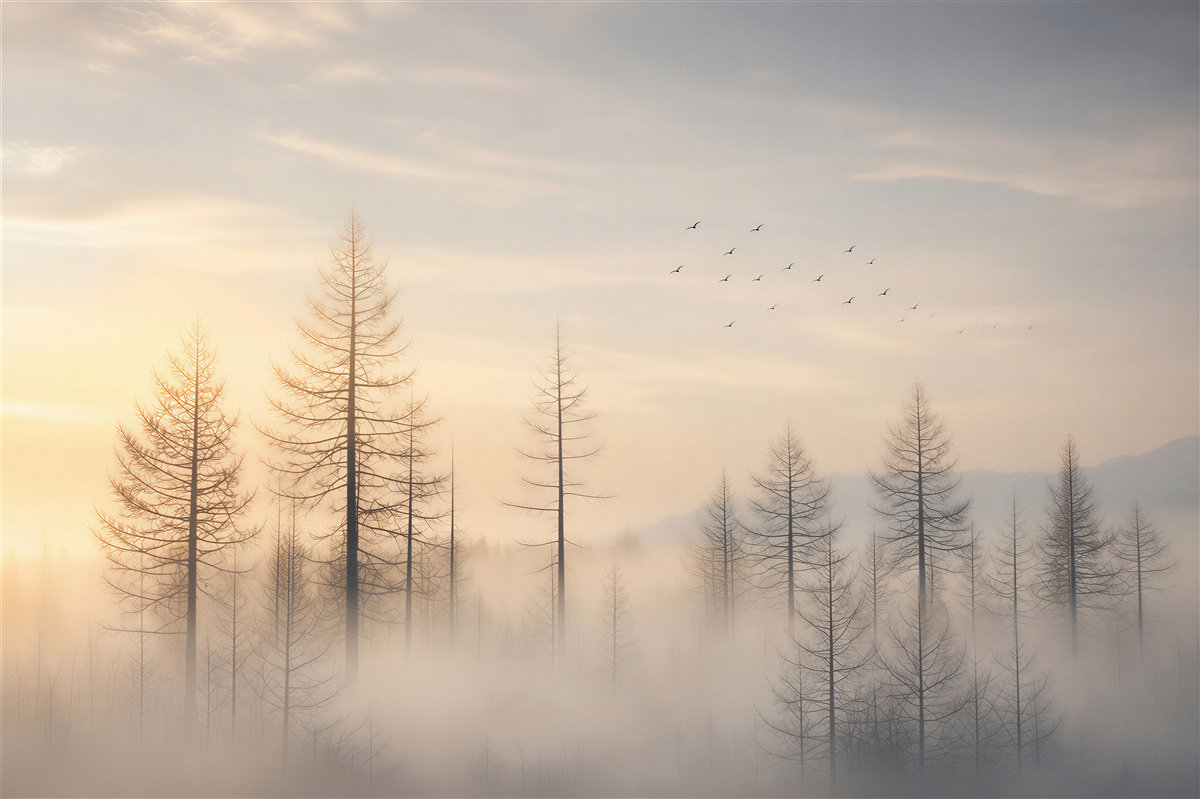 Fototapeta mglisty las o wschodzie słońca z ptakami spokojna